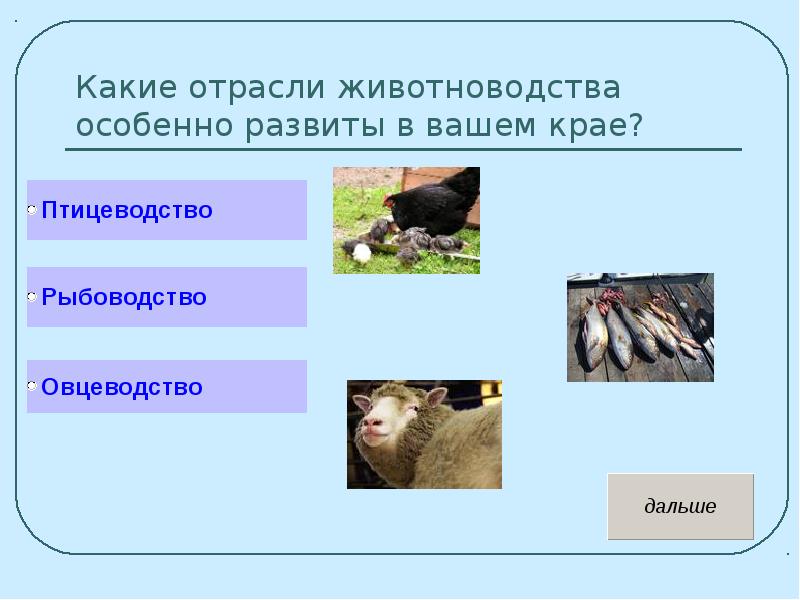 Тест на тему животноводство 3. Какие отрасли животноводства особенно развиты. Какие отрасли животноводства развиты в вашем крае. Какие отрасли животноводства особенно развиты в вашем крае. Доклад отрасли животноводства.