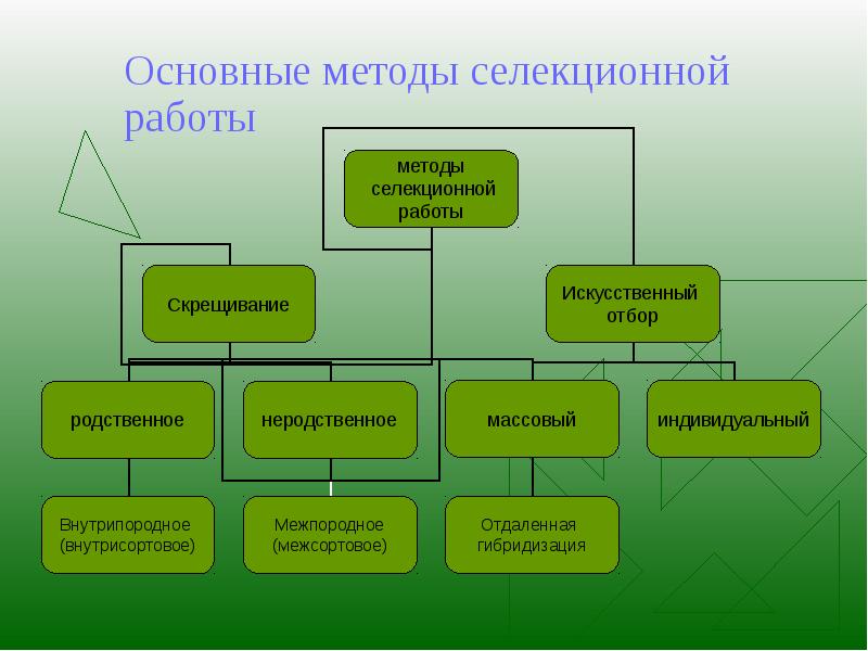 Реферат: Основи селекції картоплі