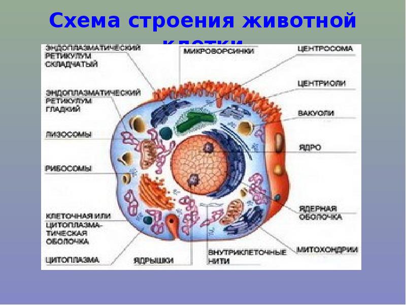 Установите соответствие строение животного и класса