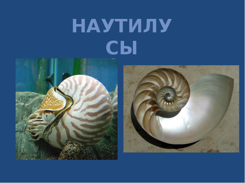 Наутилу. Наутилус существо морское. Наутилус моллюск. Наутилу. Наутилус помпилиус моллюск.