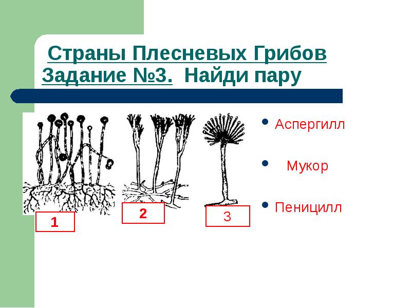 Фото мукора и пеницилла