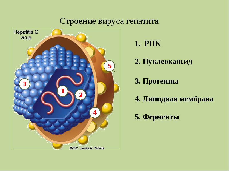 Белки гепатита с. Строение вириона гепатита в. Строение вируса гепатита в. Вирус гепатита с строение вириона. Вирус гепатита b строение вириона.