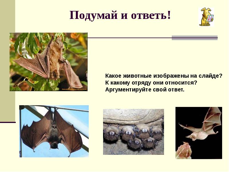 Подумай и ответь! Подумай и ответь!