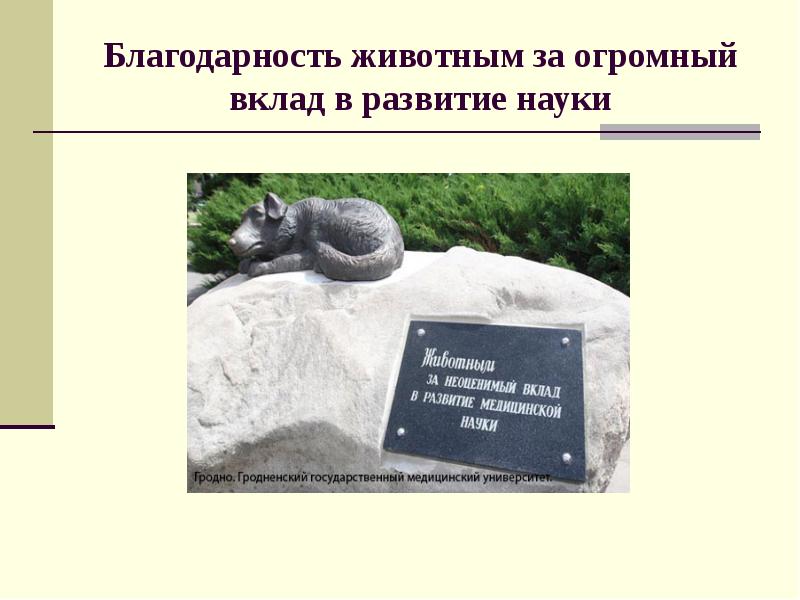 Благодарность животным за огромный вклад в развитие науки Благодарность животным за огромный вклад в развитие науки