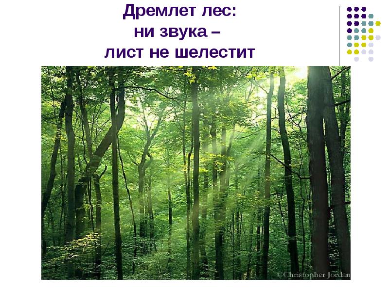 Лес ни