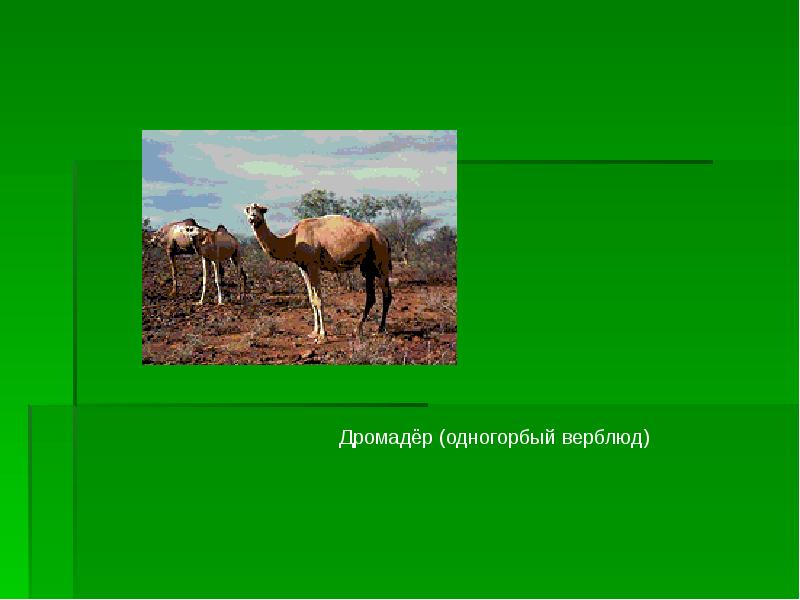 Участвующий в скачках верблюд 8 сканворд. Верблюд презентация. Место обитания верблюда одногорбого на карте. Природа"одежда животных" презентация. Презентация Писатели о животных.