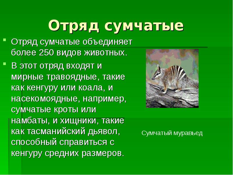 Презентация по сумчатым животным