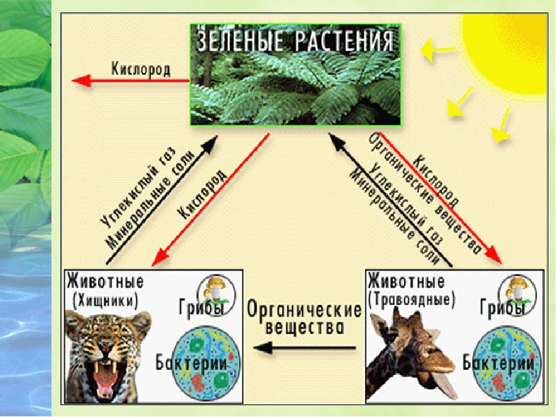 Значение биосферы презентация