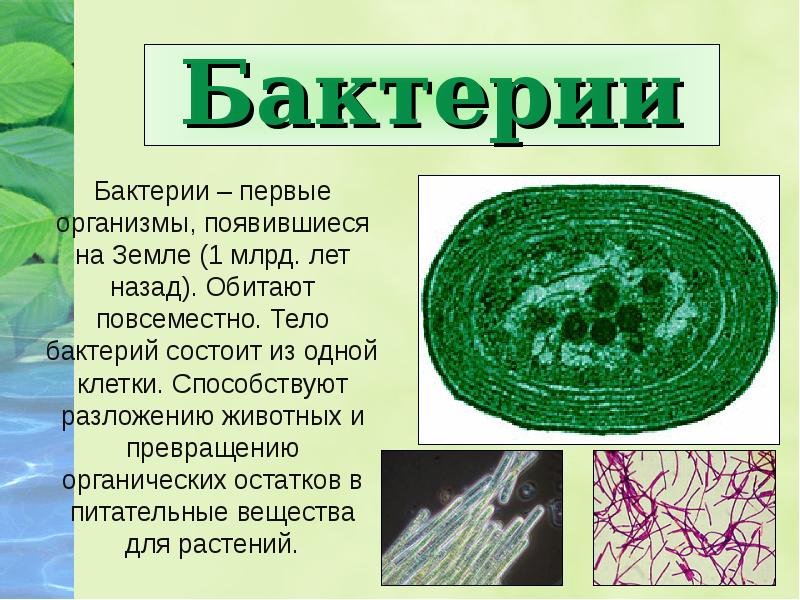 Человек на планете земля презентация 5 класс