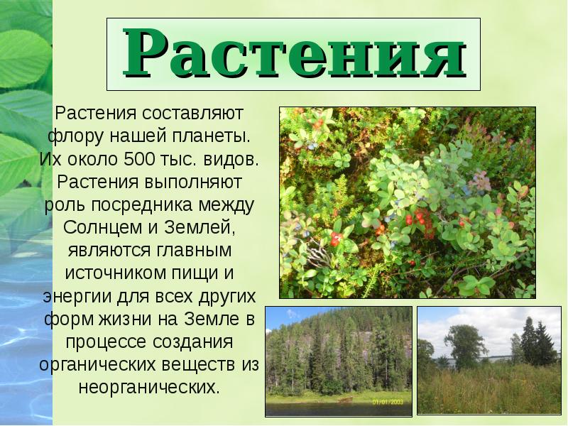 Конспект многообразие и значение растений. Роль растений. Ролт растений на земле. Роль растений на нашей планете. Роль растений в природе.