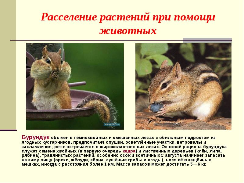 проект животные помощники человека. рассказ о том как животные помогают. рассказ как животные помогают растениям. рассказ о том как животные помогают. презентация на тему собака друг человека.