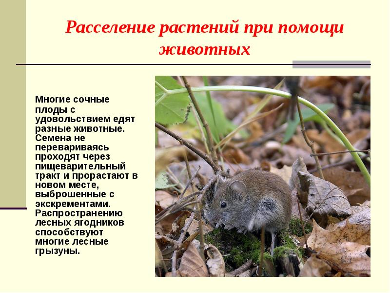 распространение плодов анемохория. расселение растений. орган полового размножения и расселения растений. расселение бактерий и грибов. распространение плодов и семян.