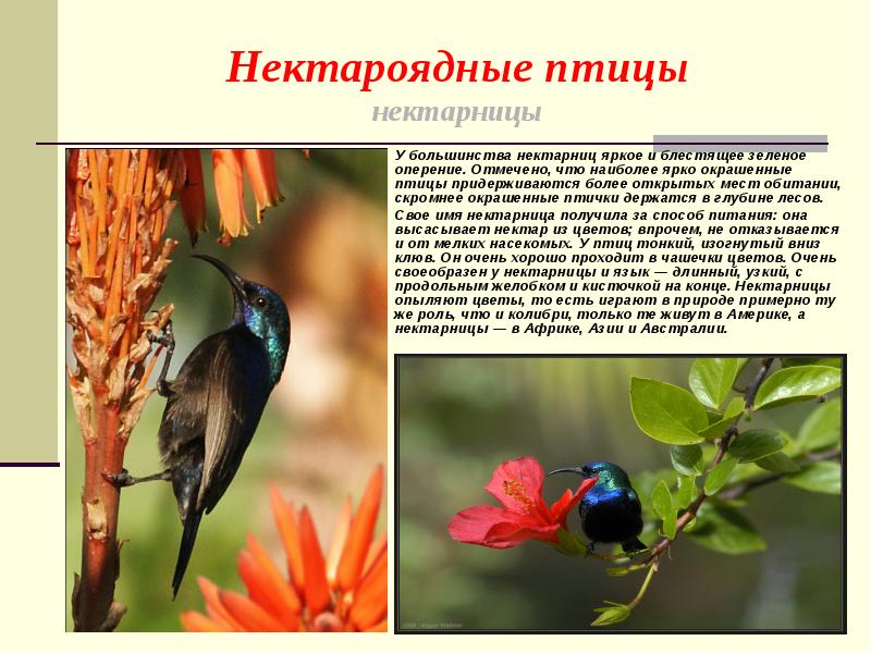 Для большинства птиц характерна. Животные опыляют растения. Опыление растений птицами. Цветы опыляемые птицами. Опыление растений животными.