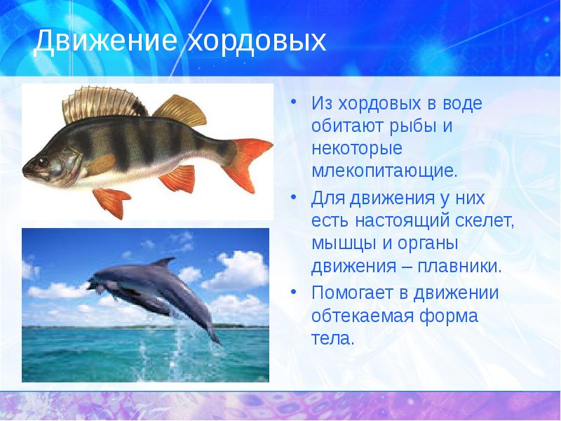 Передвижение рыб в воде. Органы передвижения хордовых. Способы передвижения хордовых животных. Движение животных в водной среде. Органы движения рыб.