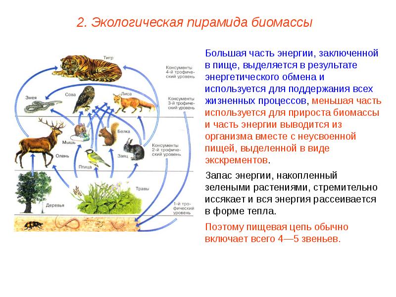 Пищевые связи круговорот веществ и превращение энергии в экосистемах презентация 11 класс