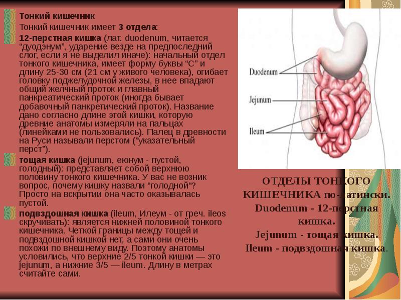 Толстый и тонкий кишечник презентация