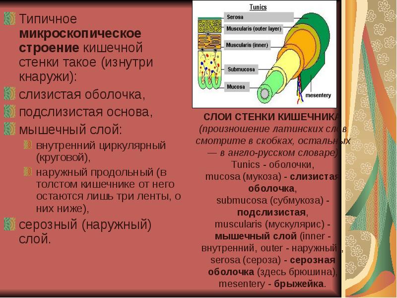 Трещины заднего прохода это дефект слоев а всей стенки б мышечного в подслизистого г слизистого