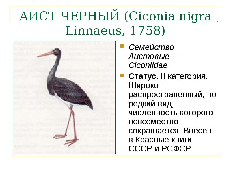 Черный аист из красной книги. Красная книга Краснодарского края черный Аист. Черный Аист (Ciconia nigra) в красной книге. Черный Аист красная книга Челябинской области. Черный Аист занесенный в красную книгу Краснодарского края.