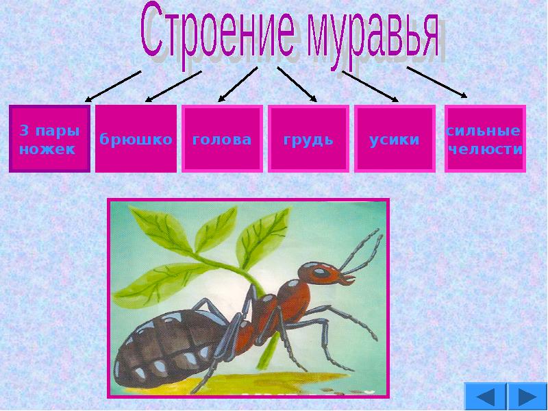 Строение муравья для детей в картинках