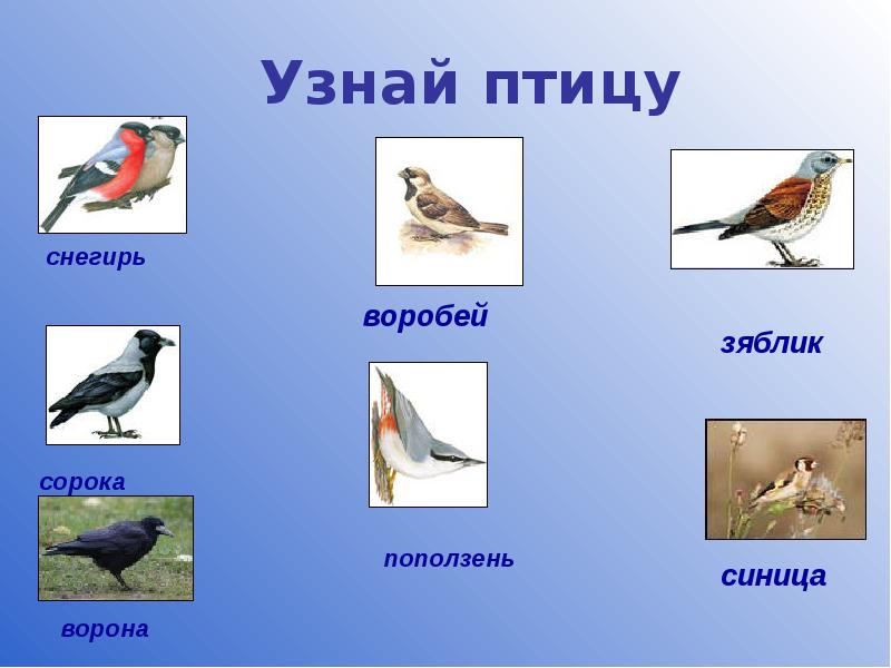 Зимующие и перелетные птицы презентация 1 класс