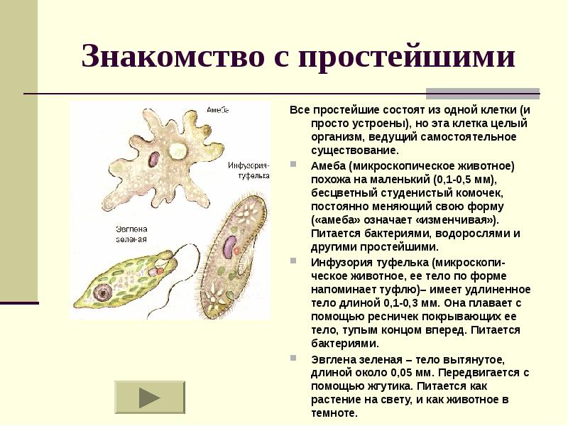 Простейшие презентация