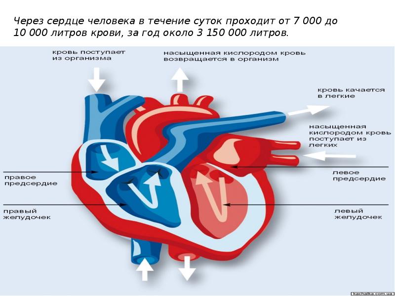 Спортивное сердце презентация