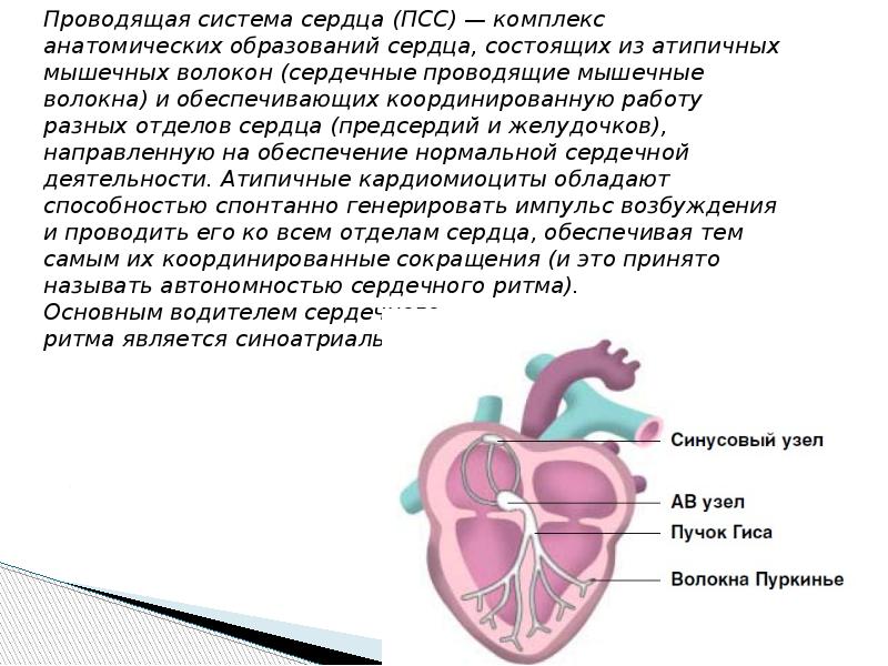 Сердце презентация 3 класс