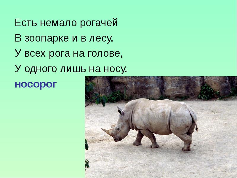 Загадка глаза на рогах. Загадка про носорога. Загадка про носорога для детей. Стих про носорога. Детские загадки про носорога.