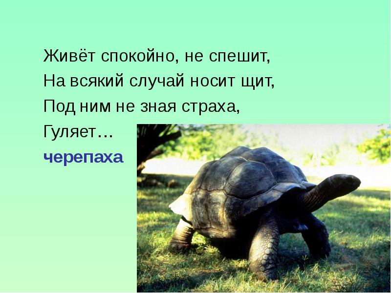 Случае одевайте. Живет спокойно не спешит на всякий случай. Живет спокойно не спешит на всякий случай носит щит под ним. Отгадай загадку живёт спокойно не спешит на всякий случай носит щит. Черепаха не торопится.