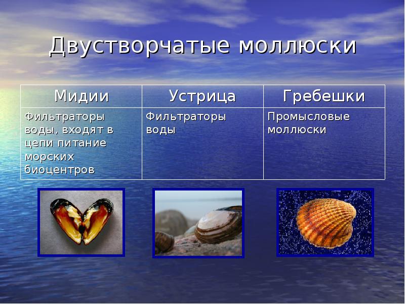Брюхоногие и двустворчатые моллюски головоногие моллюски. Глохидии личинки беззубки. Двустворчатые моллюск приморского края. 3 примера двустворчатых. Роль моллюсков в жизни человека.