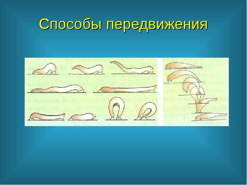 Презентация 7 класс способы передвижения полости тела 7 класс