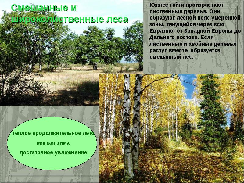 Смешанные леса Евразии. Умеренный пояс лиственные леса. Лесная зона умеренного пояса. Теплое продолжительное лето и умеренно холодная зима