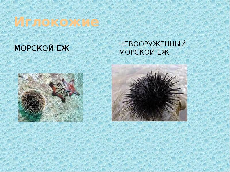 Презентация ежи морские