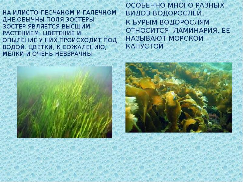 Японское море презентация 8 класс