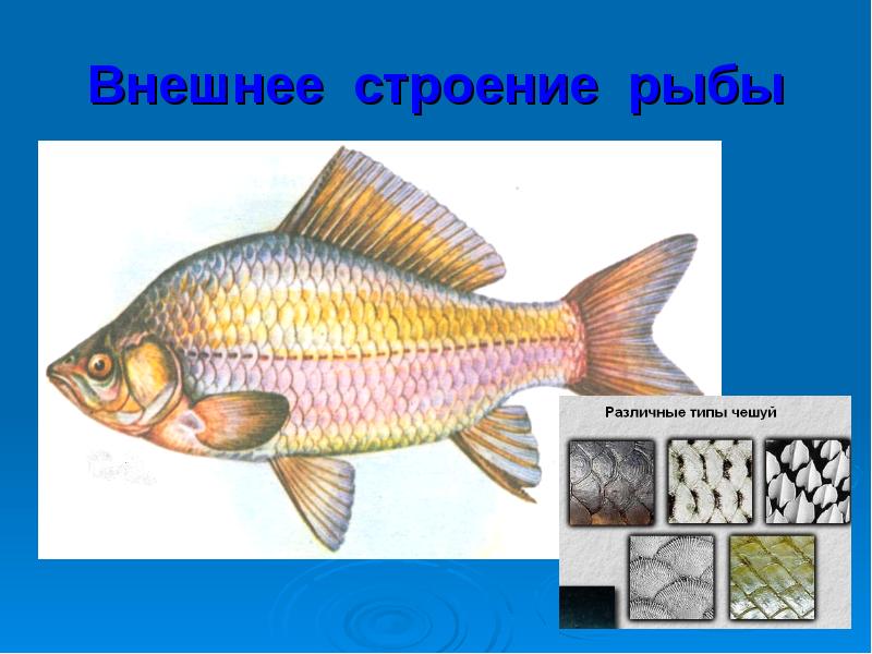 Тест по рыбам 8 класс. Внешнее строение рыбы. Внешнее строение карася. Внешнее строение рыбы рисунок. Внеш строение рыбы.