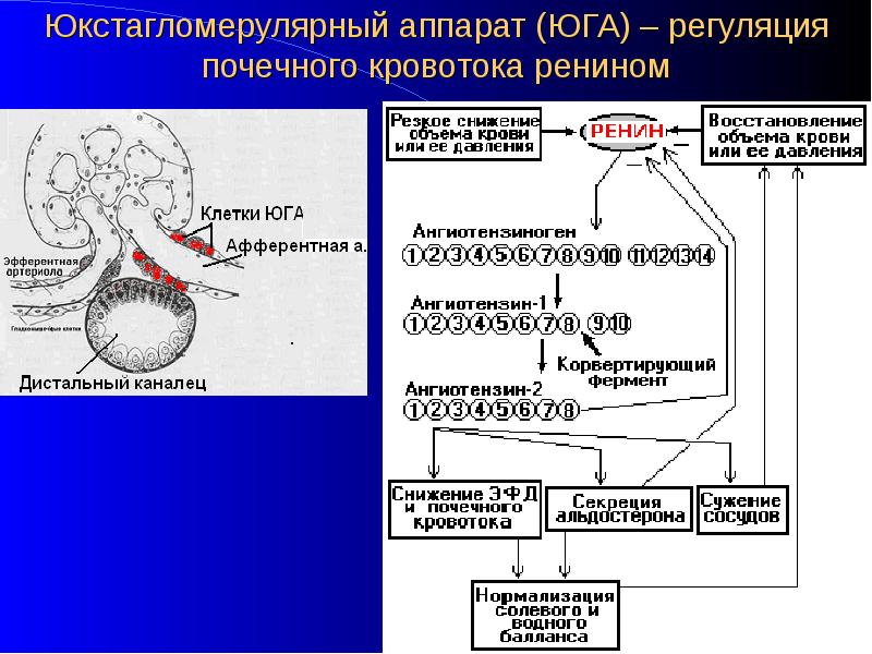 Юкстагломерулярный аппарат схема