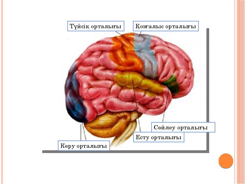 Мидың құрылысы презентация