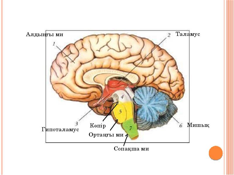 Мозг биология огэ. Строение головного мозга спереди. Структурно функциональное строение головного мозга. Головной мозг строение отделы анатомия. Структуры образующие пять отделов головного мозга анатомия.