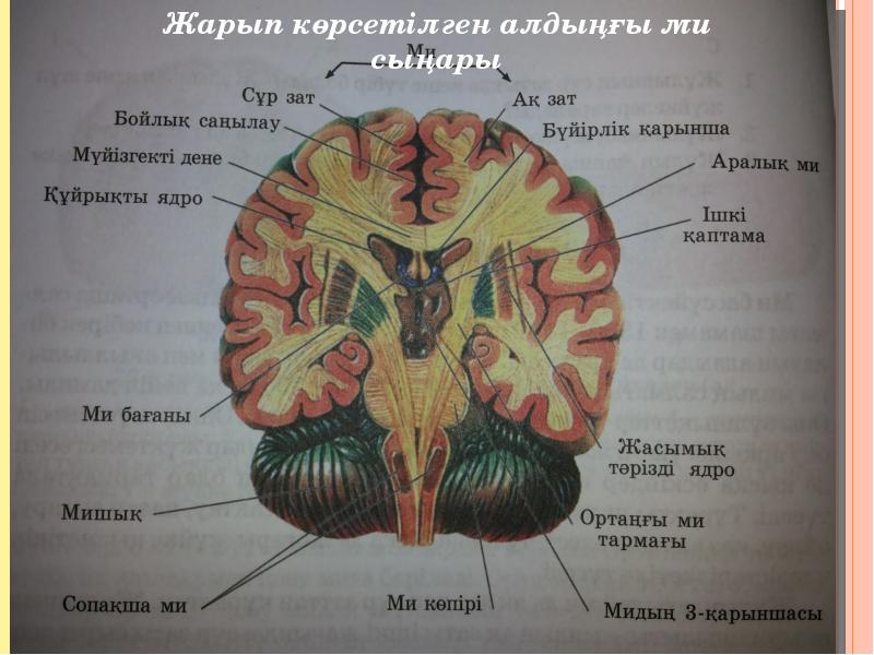 Үлкен ми сыңарлары презентация