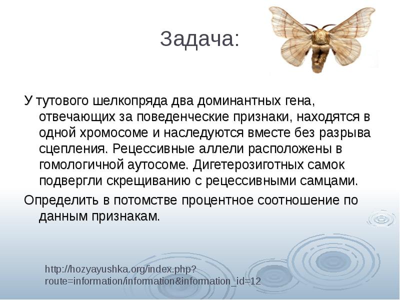 Шелкопряды чем опасен. Тутовый шелкопряд генетика. Тутовый шелкопряд презентация. Селекция тутового шелкопряда.