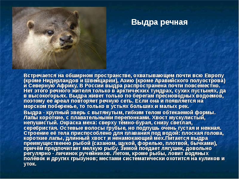 Выдра содержание. Сообщение о выдре. Доклад про выдру. Речная выдра красная книга. Выдра Речная презентация.