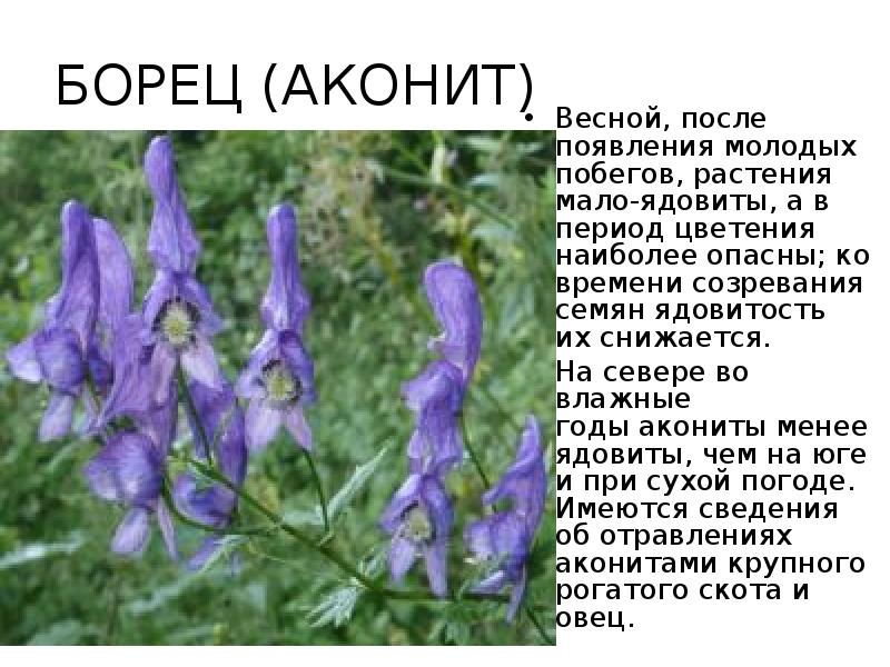 Ядовитые цветы краснодарского края фото и названия