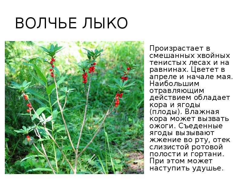 Лекарственные травы ставропольского края фото и описание