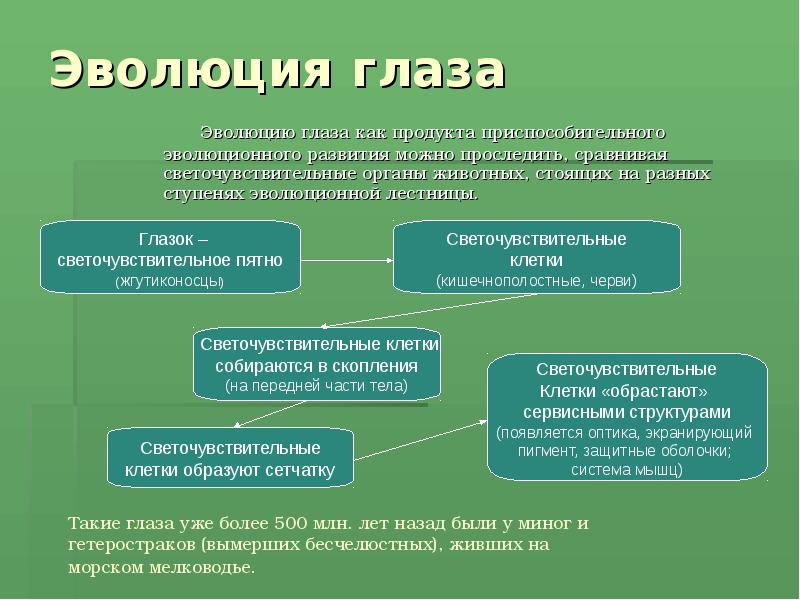 Значение процесса развития. Эволюция органов зрения. Эволюция глаза позвоночных животных. Эволюция органов зрения у позвоночных животных. Эволюция органа зрения у человека.