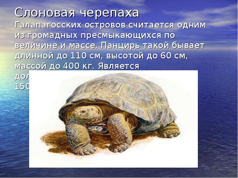 Укажите класс черепахи. Проект про черепашку. Черепаха для презентации. Информация о черепахе. Сообщение о черепахе.