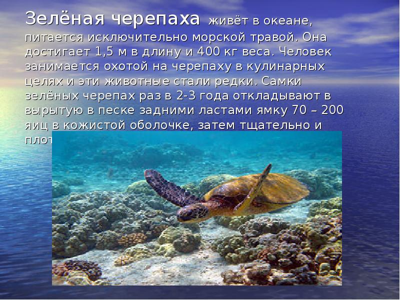 Люди в океане кратко. Морские животные информация. Доклад про обитателей морей и океанов. Морская черепаха доклад. Интересные факты о морских жителях.