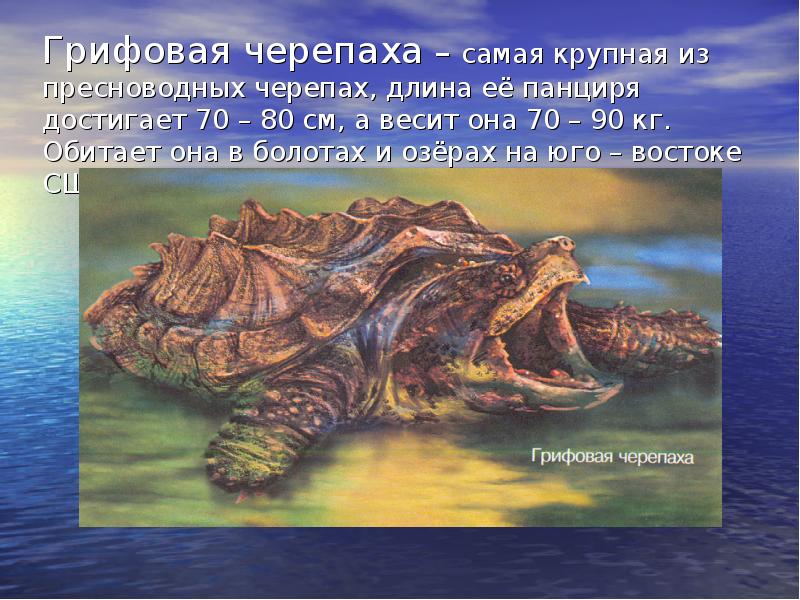 Черепахи 8 класс биология. Грифовая черепаха панцирь. Черепахи рептилии грифовая. Грифовая черепаха челюсти. Каймановая черепаха.