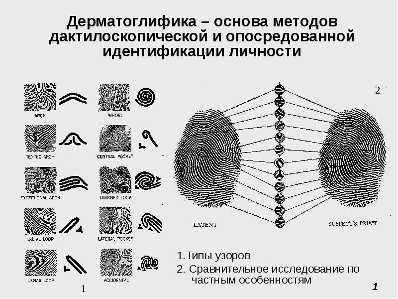 Дерматоглифический рисунок это