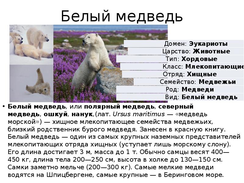 Почему медведи занесены в красную книгу. Белый медведь занесен в красную книгу России или нет. Белый медведь красная книга. Белый медведь красная книга описание. Занесен ли белый медведь в красную книгу.