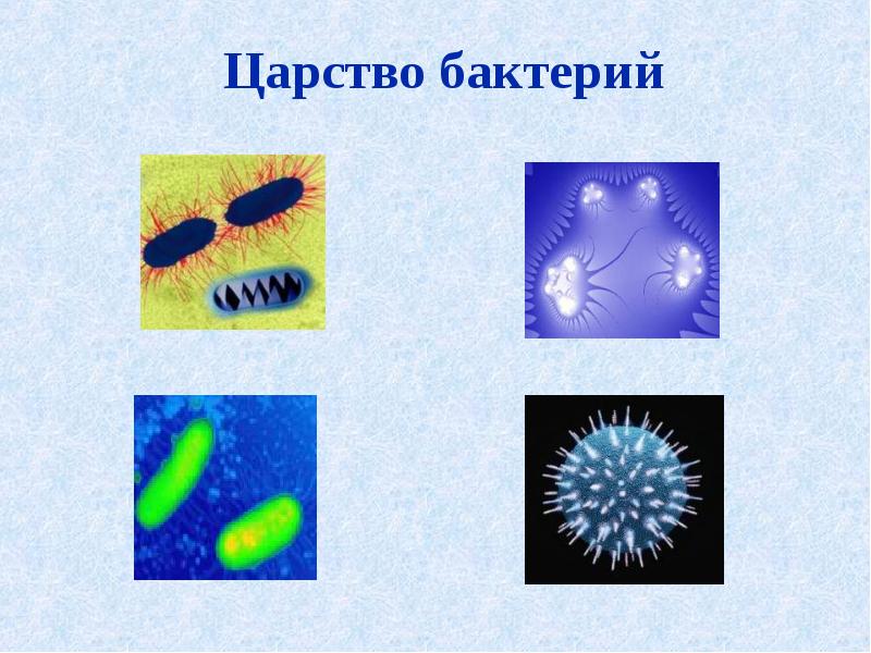 Три примера царства бактерий. Царство бактерий. Царство царство бактерий. Царства микроорганизмов. Представители царства бактерий.